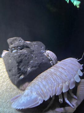 サンシャイン水族館に投稿された画像（2023/4/13）