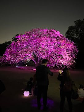 NAKED 桜の新宿御苑 2023に投稿された画像（2023/4/13）