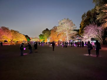 NAKED 桜の新宿御苑 2023に投稿された画像（2023/4/13）