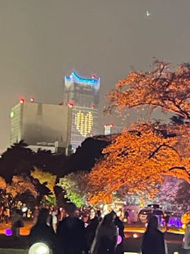 NAKED 桜の新宿御苑 2023に投稿された画像（2023/4/13）