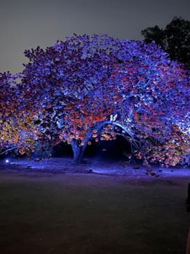 NAKED 桜の新宿御苑 2023に投稿された画像（2023/4/13）