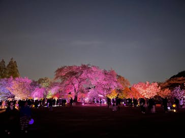 NAKED 桜の新宿御苑 2023に投稿された画像（2023/4/13）