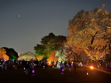 NAKED 桜の新宿御苑 2023に投稿された画像（2023/4/13）