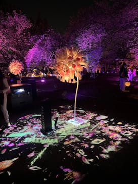 NAKED 桜の新宿御苑 2023に投稿された画像（2023/4/13）