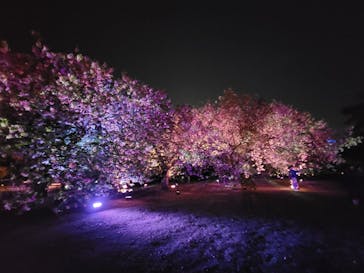 NAKED 桜の新宿御苑 2023に投稿された画像（2023/4/14）