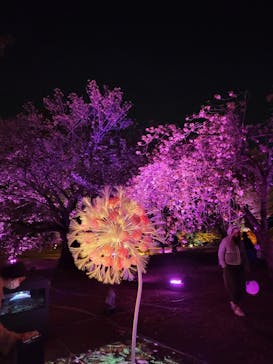 NAKED 桜の新宿御苑 2023に投稿された画像（2023/4/14）