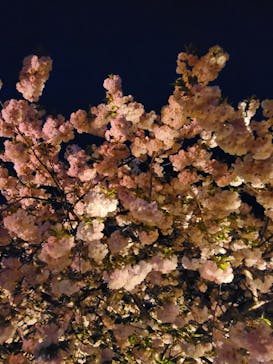 NAKED 桜の新宿御苑 2023に投稿された画像（2023/4/14）