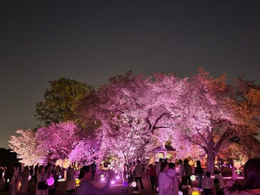 NAKED 桜の新宿御苑 2023に投稿された画像（2023/4/14）