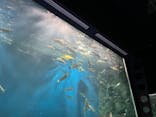 サケのふるさと 千歳水族館に投稿された画像（2023/4/14）