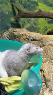 サケのふるさと 千歳水族館に投稿された画像（2023/4/14）
