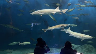 サケのふるさと 千歳水族館に投稿された画像（2023/4/14）