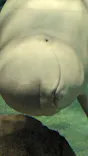 名古屋港水族館に投稿された画像（2023/4/14）