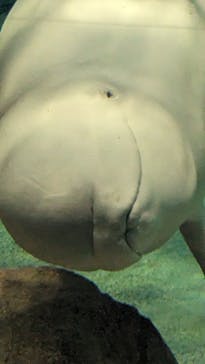 名古屋港水族館に投稿された画像（2023/4/14）