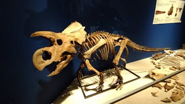 特別展「恐竜博2023」に投稿された画像（2023/4/14）