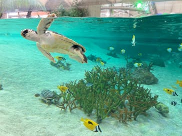 鴨川シーワールドに投稿された画像（2023/4/14）