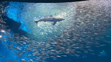 名古屋港水族館に投稿された画像（2023/4/14）