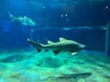 アクアワールド茨城県大洗水族館に投稿された画像（2023/4/14）