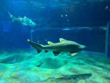 アクアワールド茨城県大洗水族館に投稿された画像（2023/4/14）