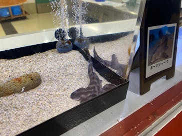 アクアワールド茨城県大洗水族館に投稿された画像（2023/4/14）