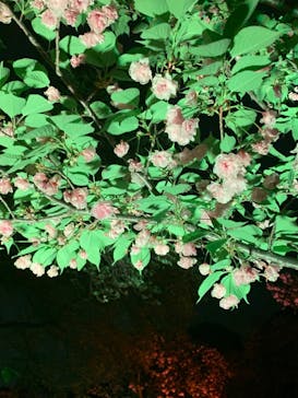 NAKED 桜の新宿御苑 2023に投稿された画像（2023/4/14）