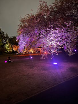 NAKED 桜の新宿御苑 2023に投稿された画像（2023/4/14）