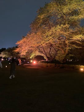 NAKED 桜の新宿御苑 2023に投稿された画像（2023/4/14）