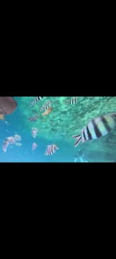 青の洞窟専門店　沖縄ダイビングショップ和に投稿された画像（2023/4/14）