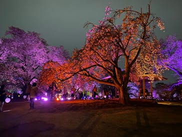 NAKED 桜の新宿御苑 2023に投稿された画像（2023/4/14）