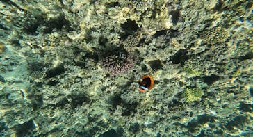 青の洞窟専門店　沖縄ダイビングショップ和に投稿された画像（2023/4/14）