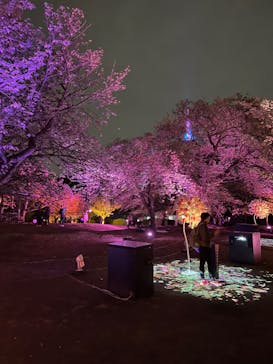 NAKED 桜の新宿御苑 2023に投稿された画像（2023/4/14）