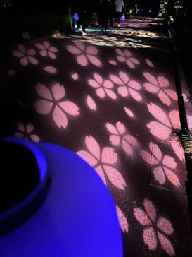 NAKED 桜の新宿御苑 2023に投稿された画像（2023/4/14）