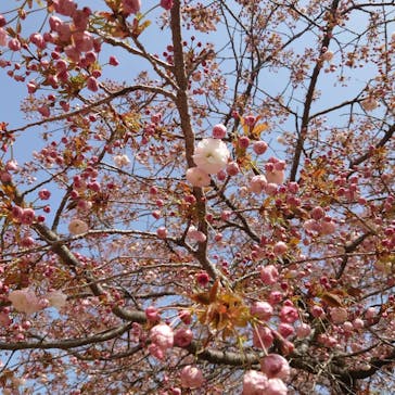 伊香保グリーン牧場に投稿された画像（2023/4/14）