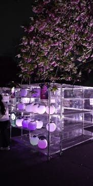 NAKED 桜の新宿御苑 2023に投稿された画像（2023/4/14）