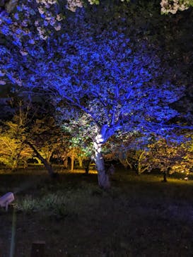 『NAKED FLOWERS 2023 桜 世界遺産・二条城』に投稿された画像（2023/4/14）