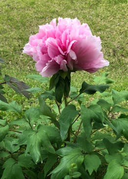 神戸みなと温泉 蓮に投稿された画像（2023/4/14）