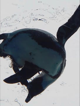 サンシャイン水族館に投稿された画像（2023/4/15）