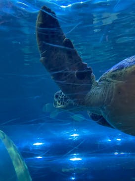 しながわ水族館に投稿された画像（2023/4/15）