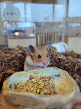 Moff animal cafe 小田原ダイナシティ店に投稿された画像（2023/4/15）