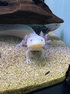 サンシャイン水族館に投稿された画像（2023/4/15）