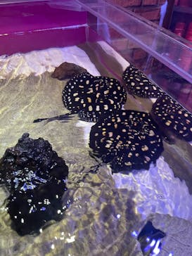 サンシャイン水族館に投稿された画像（2023/4/15）