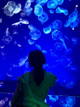 名古屋港水族館に投稿された画像（2023/4/15）