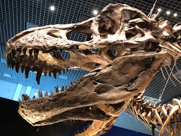 特別展「恐竜博2023」に投稿された画像（2023/4/15）