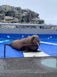 大分マリーンパレス水族館 「うみたまご」に投稿された画像（2023/4/15）
