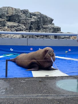 大分マリーンパレス水族館 「うみたまご」に投稿された画像（2023/4/15）