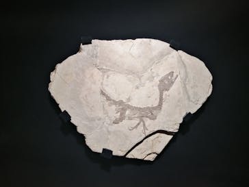 特別展「恐竜博2023」に投稿された画像（2023/4/15）