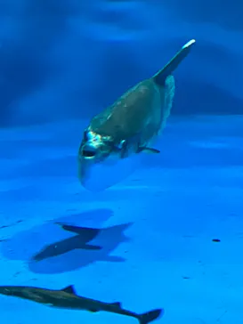 仙台うみの杜水族館に投稿された画像（2023/4/15）