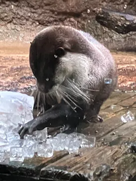 仙台うみの杜水族館に投稿された画像（2023/4/15）