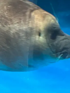 仙台うみの杜水族館に投稿された画像（2023/4/15）
