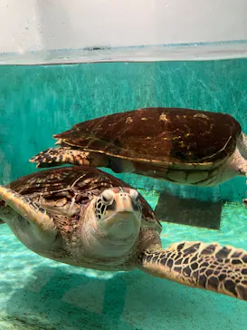 仙台うみの杜水族館に投稿された画像（2023/4/15）