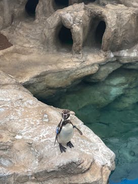 アクアワールド茨城県大洗水族館に投稿された画像（2023/4/15）